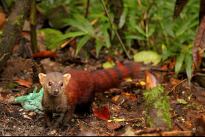 Szög mongoose: ahol a ragadozó vadállat él?